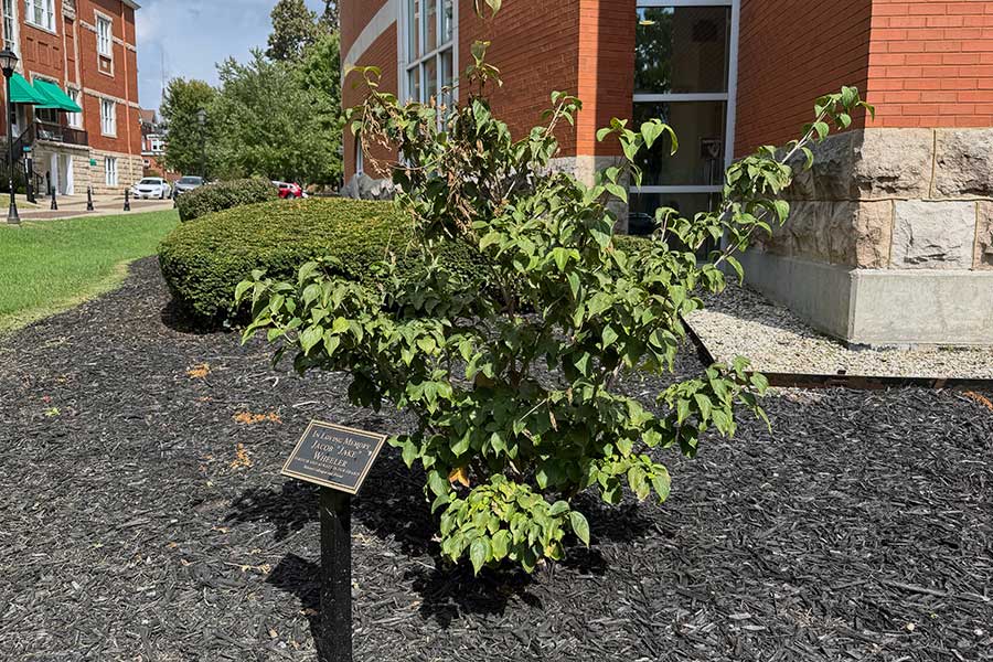 Small flowering dogwood planted beside Drinko Library with a memorial plaque honoring Jacob "Jake" Wheeler, surrounded by mulch and landscaping near the building's northwest corner.