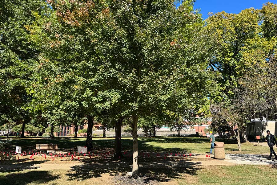 Blanco Memorial Tree, a Red Maple, growing on the west side of the Education Building with Buskirk Field visible beyond the tree canopy and an adjacent campus walkway.
