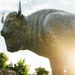 The Marshall University bison statue is illuminated by sunlight with lens flare on campus.